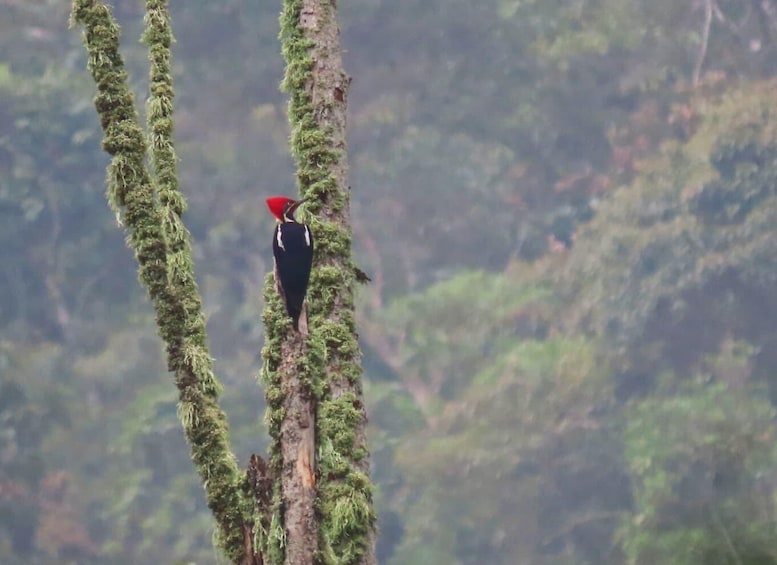 Picture 11 for Activity Medellin birding Arví Forest Cabin 2