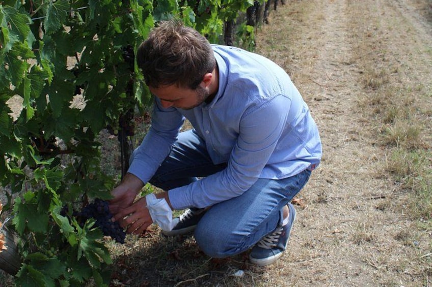 Tuscan Wine Tour in Pisa by van 2