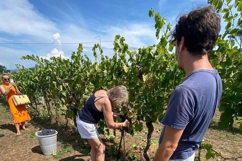 Tuscan Wine Tour in Pisa by van 3