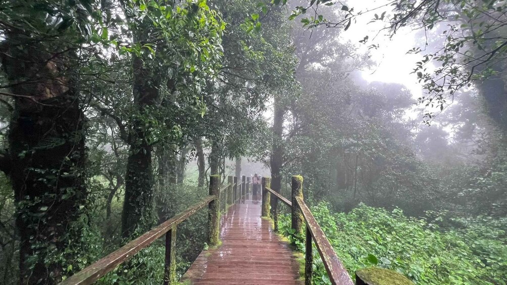 Picture 61 for Activity Chiang Mai: Doi Inthanon Park and Pha Dok Siew Trail Trek 4