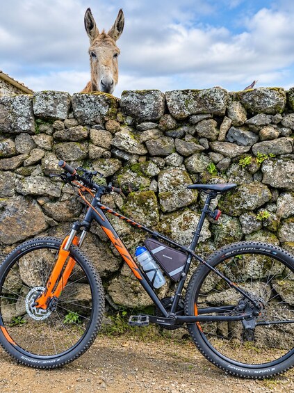 Ein Mountainbike, das an einer Steinmauer geparkt ist, mit einem Esel, der darüberlugt. 2