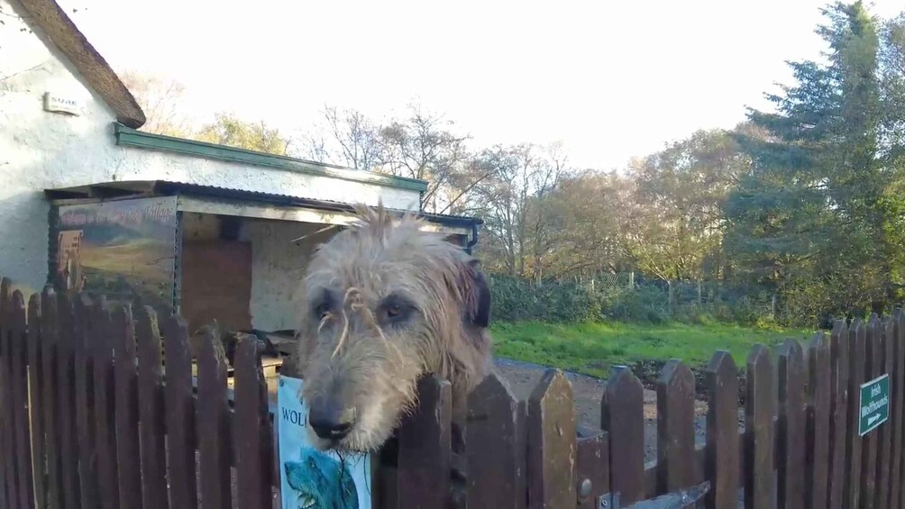 A dog behind a wooden fence with a sign that reads 'WOLVINGHOUNDS.' 4