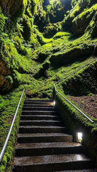 A staircase surrounded by lush green mossy walls. 4