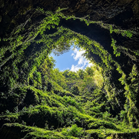 A circular formation of greenery against a rocky background. 1