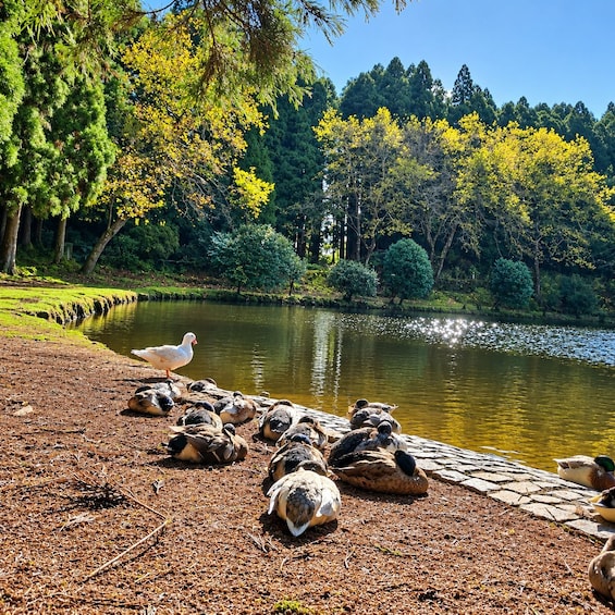 A pond with ducks and a goose on the shore, surrounded by trees and greenery. 3