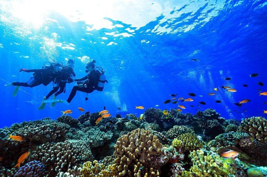 Dos buzos nadando cerca de un arrecife de coral con diversas especies de peces. 5
