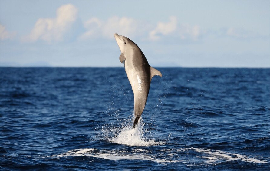 Picture 2 for Activity Huatulco: Sunrise Dolphin Watching with Beach Visit 2