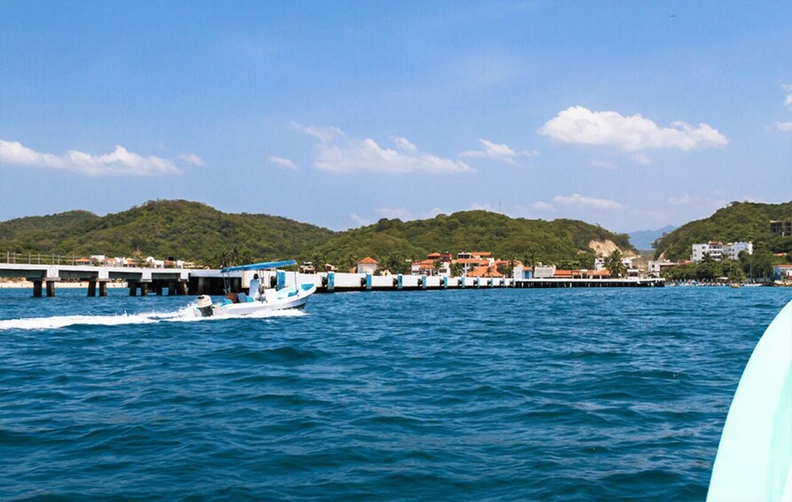 Picture 3 for Activity Huatulco: Sunrise Dolphin Watching with Beach Visit 3