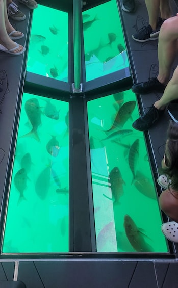 Une table en verre, légèrement teintée de vert, qui reflète les poissons nageant en dessous. 3