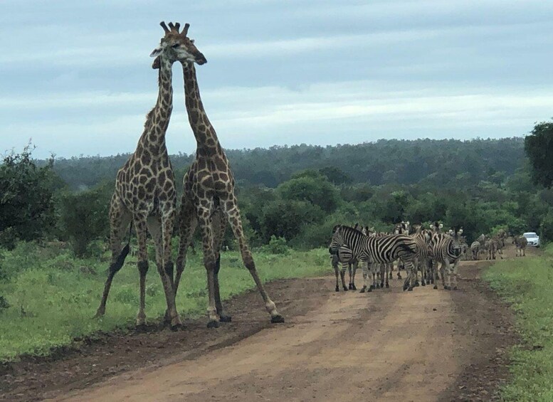 Two giraffes on a dirt road with zebras in the background. 5