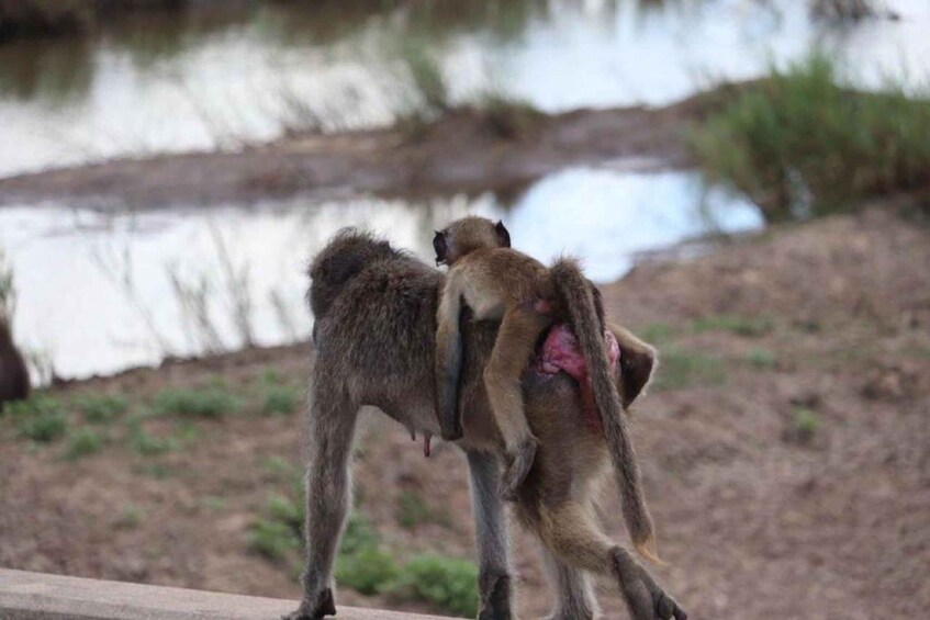 Two monkeys on a wooden platform near a body of water. 2
