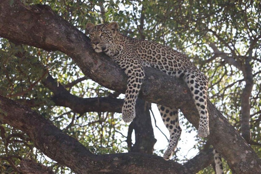 A leopard resting on a tree branch in a forest. 4