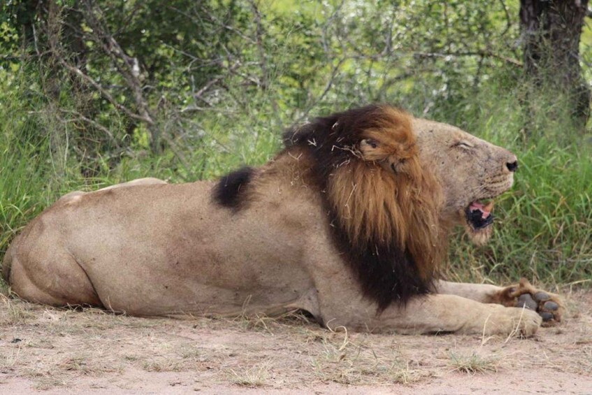 A lion lying on the ground surrounded by grass and trees. 1