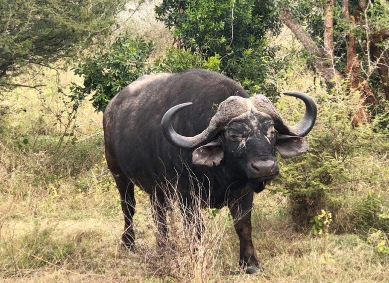 A large black buffalo with prominent curved horns standing in a grassy field with sparse trees in the background. 3