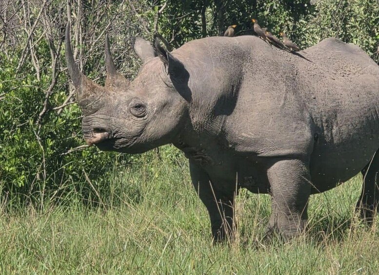 Picture 51 for Activity Nairobi: National Park, Sheldrick, Giraffe Center & Bomas 4