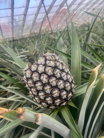 Picture 3 for Activity Ponta Delgada: Greenhouse Hot Tube with Pineapple Tour 2