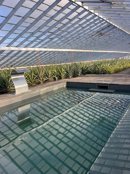 Ponta Delgada: Greenhouse Hot Tube with Pineapple Tour 1