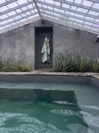 Picture 1 for Activity Ponta Delgada: Greenhouse Hot Tube with Pineapple Tour 4
