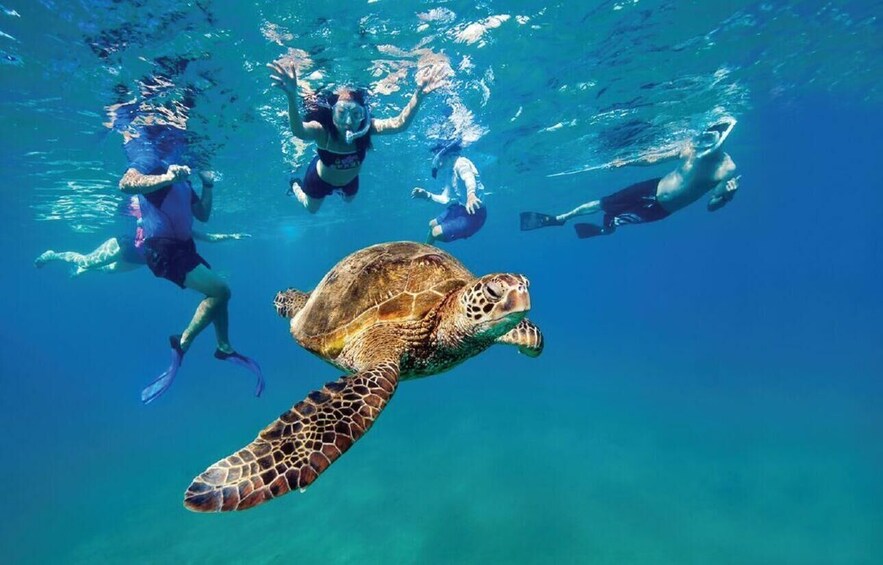 Ocean Reef Snorkeling and Paddleboarding 1