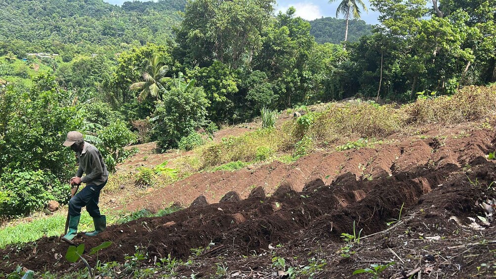 Picture 14 for Activity Dominica: Sow & Grow Farm Exploration 4
