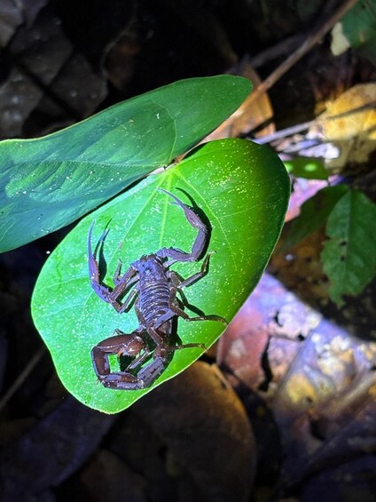Picture 55 for Activity 3-Day Amazon Expedition: Jungle, River & Wildlife Tour 3