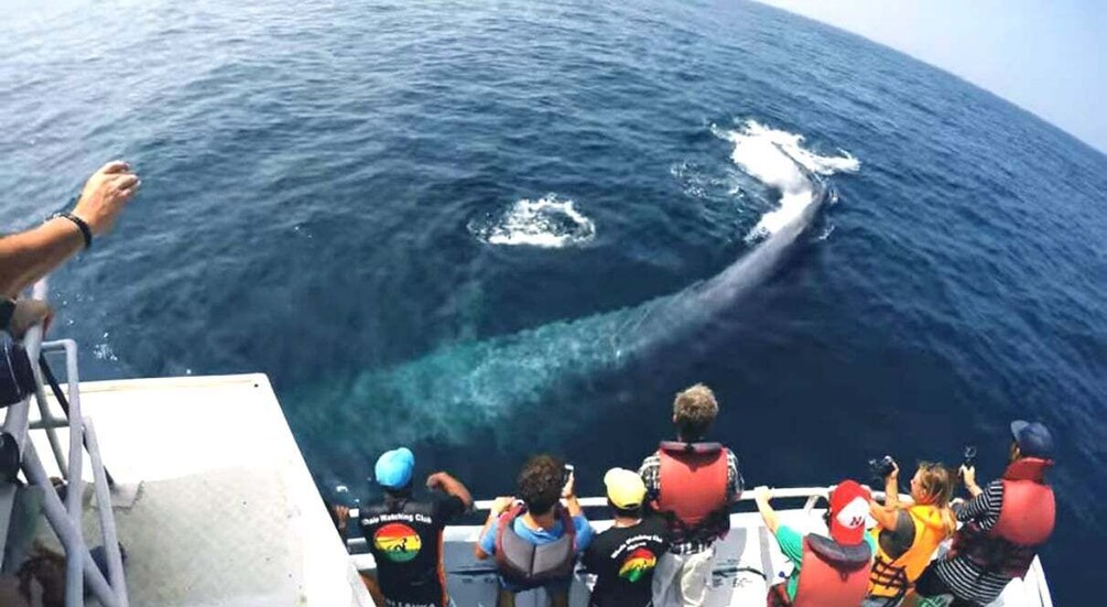 2-Day Whale Watching & Southern Sri Lanka Tour 1
