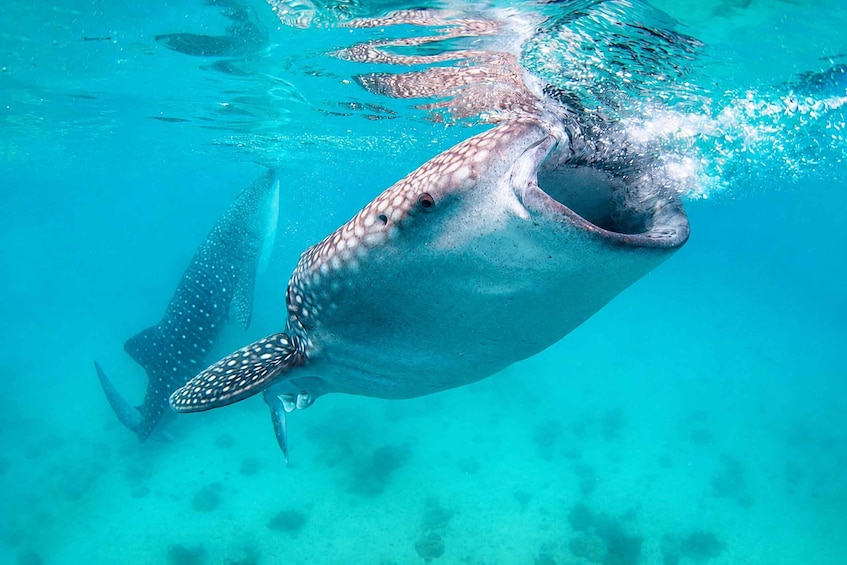 Oslob Whale Sharks, Tumalog Falls & Moalboal Sardine Run 1