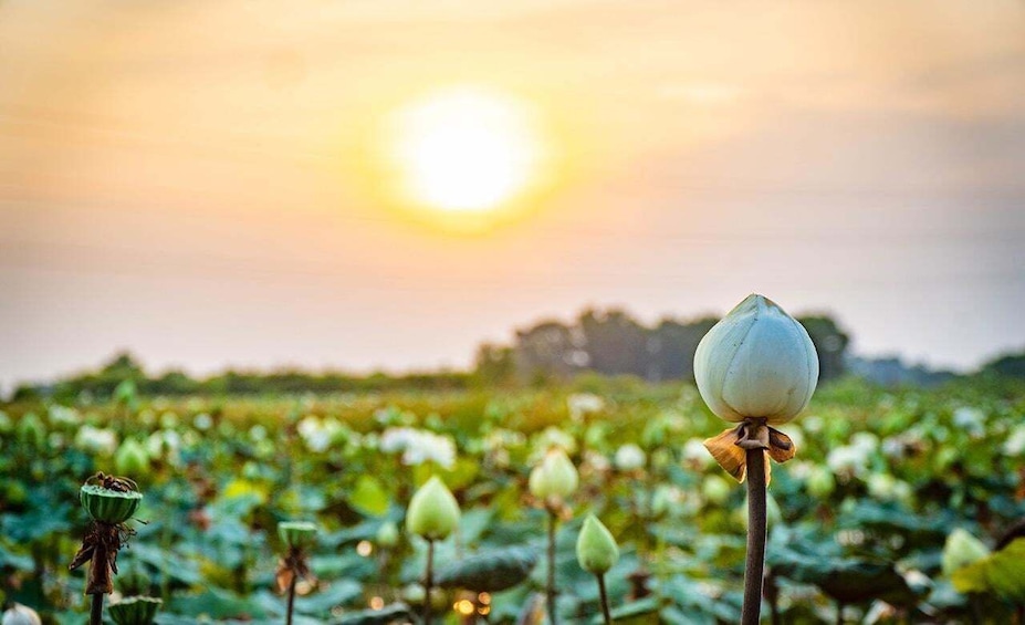 Un campo de lotos con una sola flor en primer plano y el sol poniéndose al fondo. 5