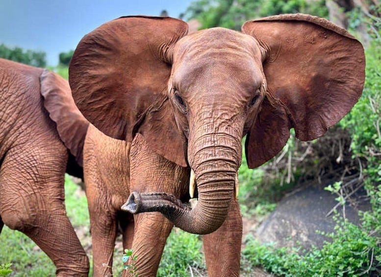 Two elephants in a natural setting with greenery and rocks. 3