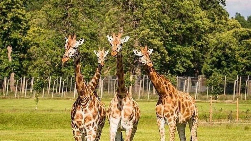 Three giraffes in a grassy field with trees and a fence in the background. 4