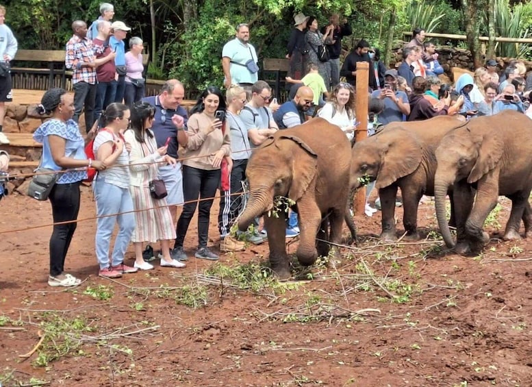 A group of people observing elephants in a fenced area. 2