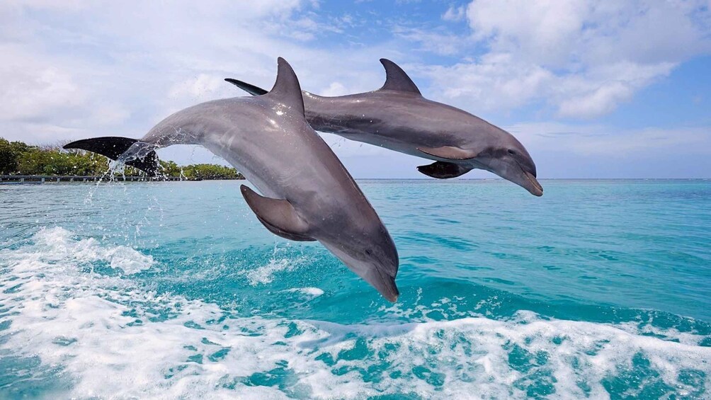 Picture 5 for Activity Tamarin: Dolphin Snorkel, CrystalRock, ile o Benitiers Lunch 2
