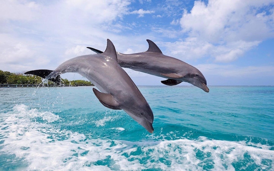 Picture 5 for Activity Tamarin: Dolphin Snorkel, CrystalRock, ile o Benitiers Lunch 2