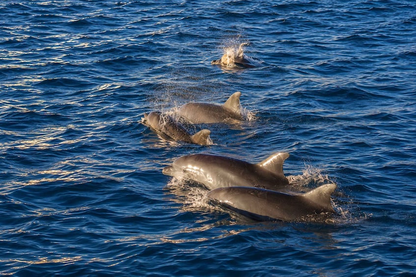 Picture 4 for Activity Pula:Brijuni Dolphin Sunset Tour with Drinks┃Optional Dinner 3