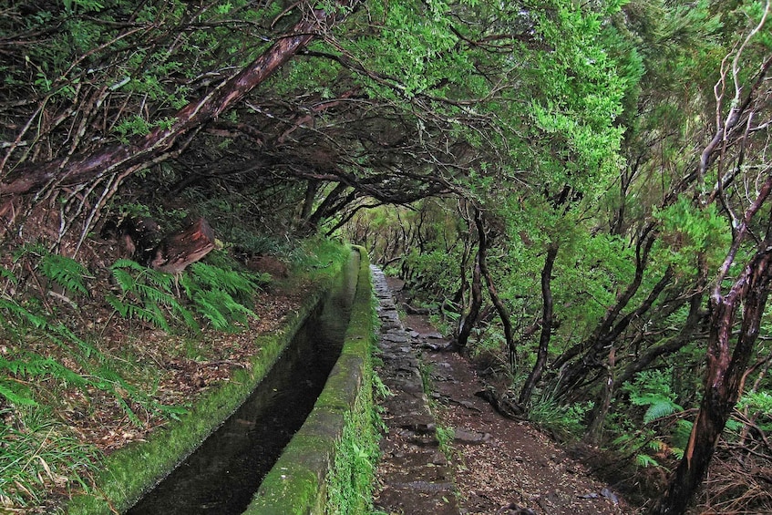 Picture 8 for Activity Madeira Walks - Rabaçal and the 25 Fountains 2