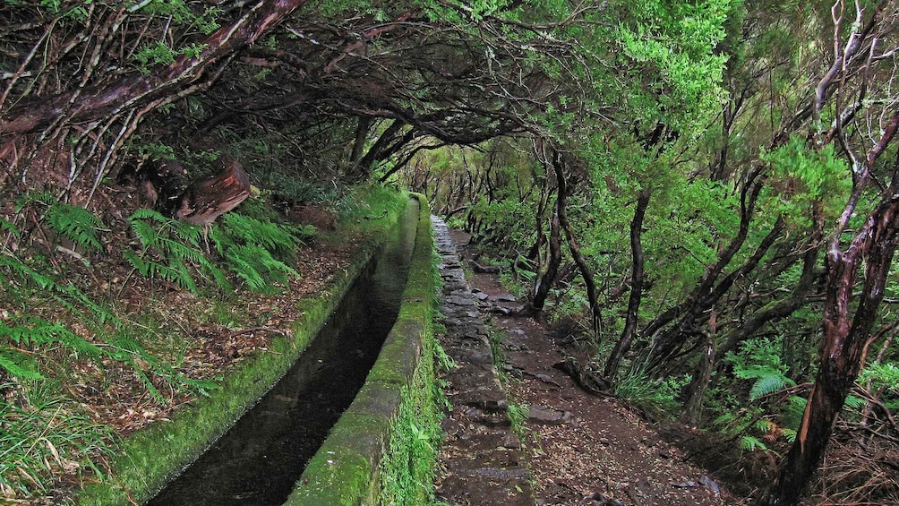 Un estrecho sendero de piedra cubierto de musgo a través de un bosque denso. 2