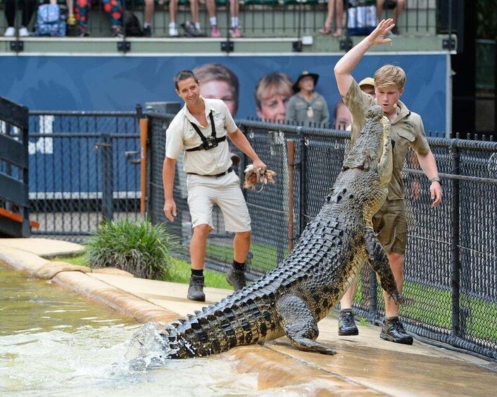 Picture 9 for Activity From Sunshine Coast: Australia Zoo Entry Ticket and Transfer 3