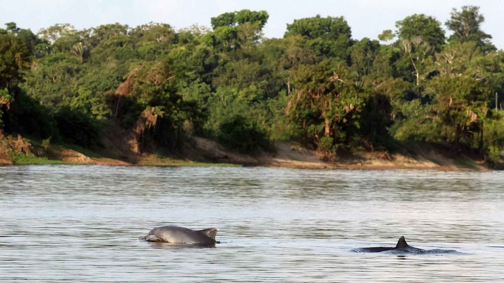 Picture 12 for Activity From Manaus: 3 or 4-Day Rio Negro & Anavilhanas River Cruise 2