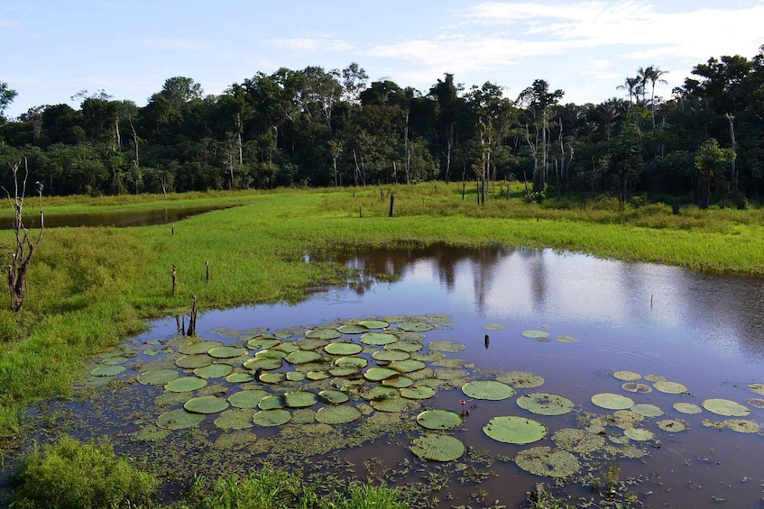 Picture 11 for Activity From Manaus: 3 or 4-Day Rio Negro & Anavilhanas River Cruise 5