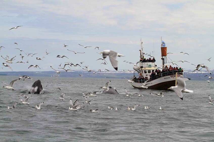 Picture 8 for Activity From Húsavík: Traditional Whale Watching Tour