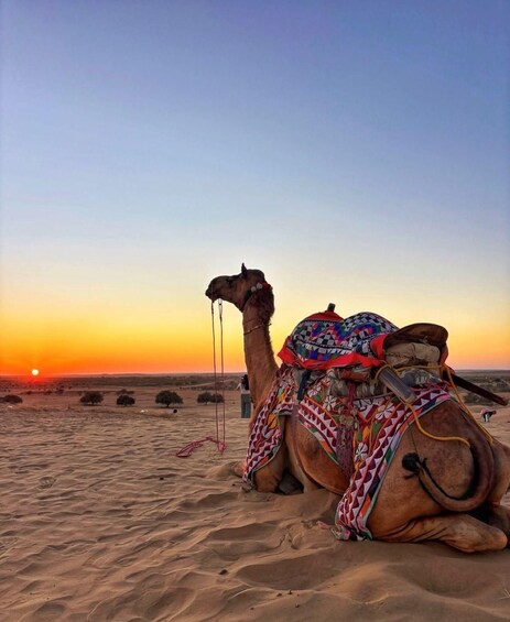 A camel with a colorful blanket resting on a desert sand dune at sunset. 3