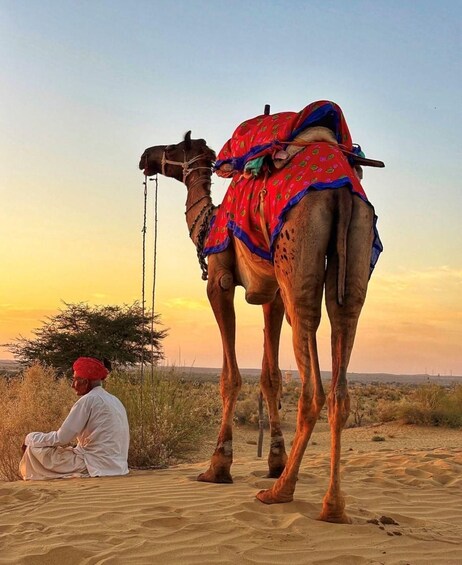 A man sitting on the sand with two camels. 5