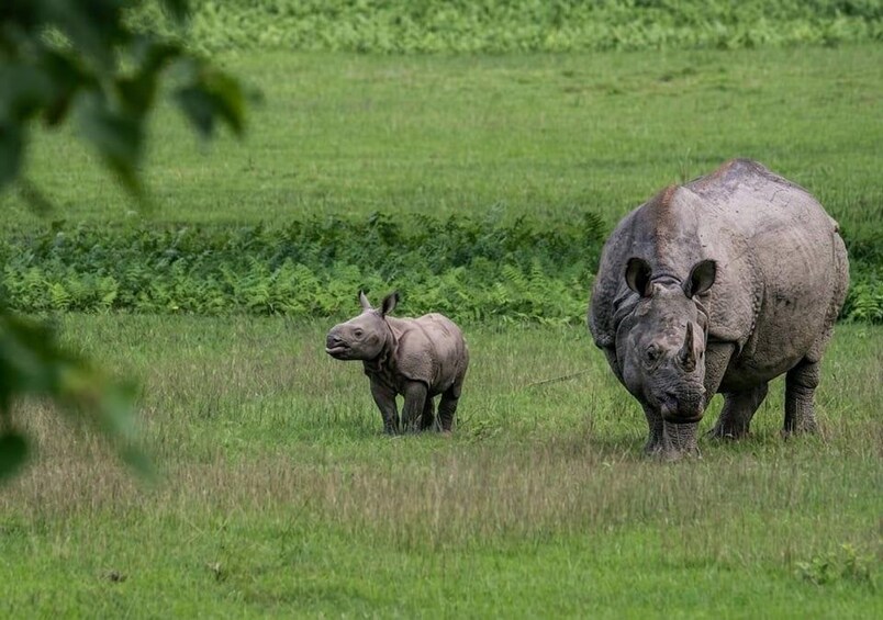 Picture 20 for Activity From Kathmandu: 3-Day Chitwan Wildlife & Jeep Safari Tour 4