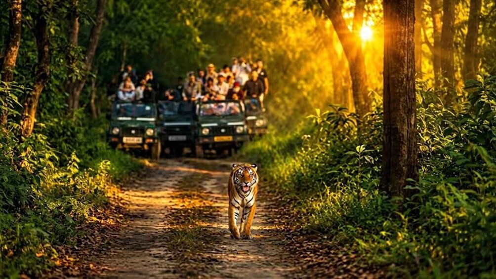 From Kathmandu: 3-Day Chitwan Wildlife & Jeep Safari Tour 1