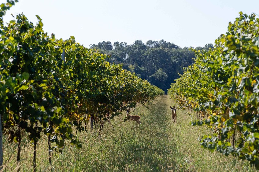 Picture 1 for Activity Villa Bogdano 1880: Guided Winery Tour and Tasting