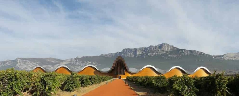 A vineyard with rows of grapevines and a mountain in the background. 2