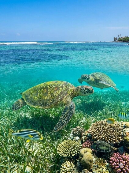 Picture 10 for Activity Snorkeling Trip from Polhena Beach, Matara, Sri Lanka 4