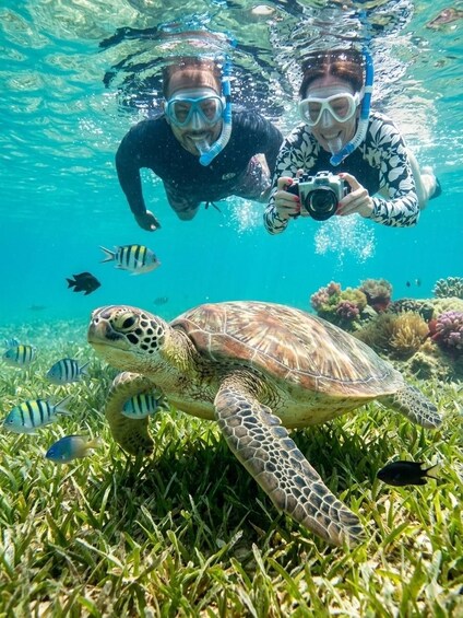 Picture 37 for Activity Snorkeling Trip from Polhena Beach, Matara, Sri Lanka 5