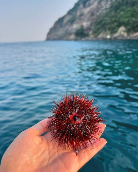 Picture 7 for Activity Private boat tour of Ischia 2