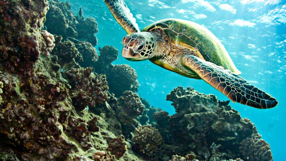 Una tortuga marina nadando cerca de un arrecife de coral. 3